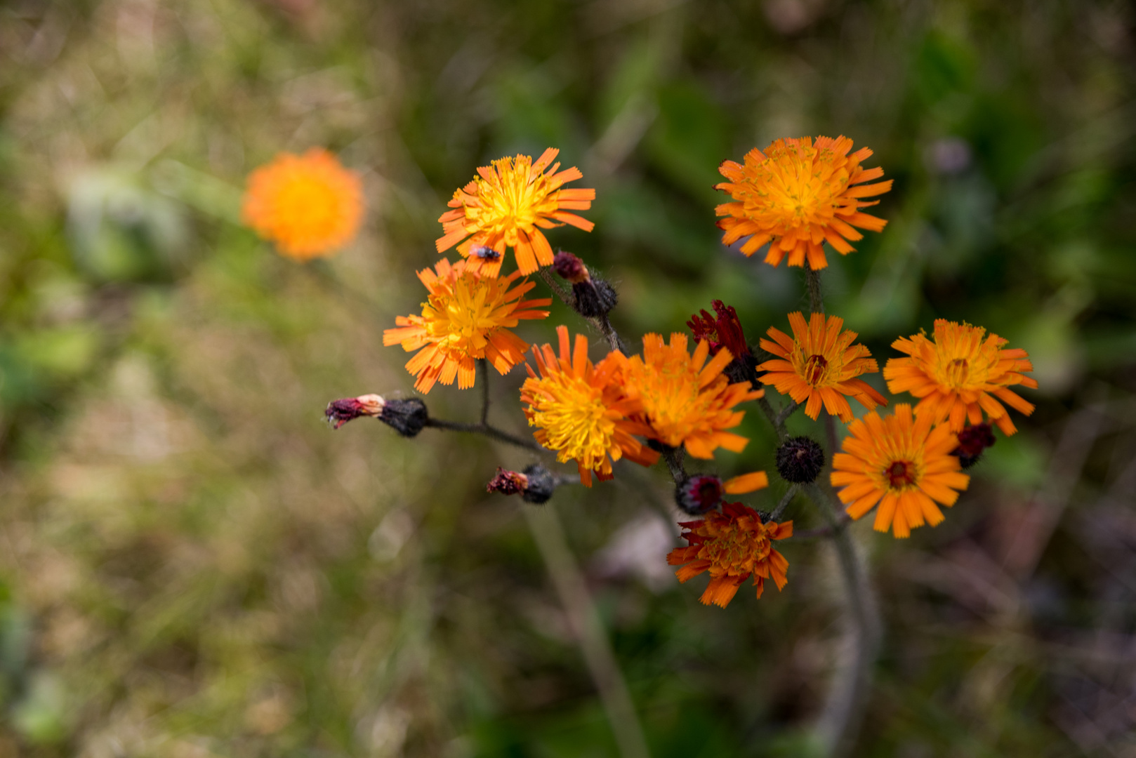 mein heutiges Mittwochsbümchen