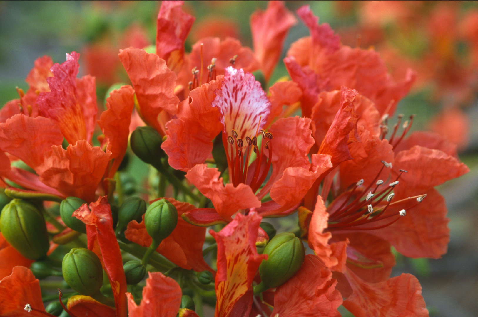 Mein heutiges Miwo-Blümchen: Royal Poinciana