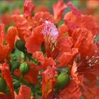 Mein heutiges Miwo-Blümchen: Royal Poinciana