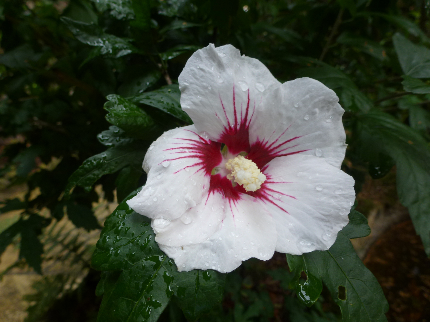 Mein Hibiscus