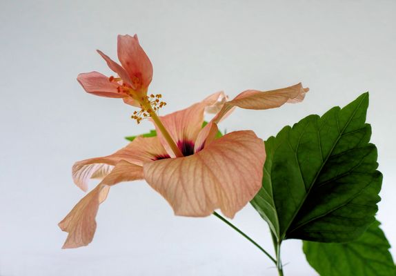 Mein Hibiskus überrascht mich immer wieder...