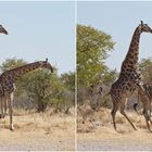 Mein Highlight 2014 (Giraffen Paarung)