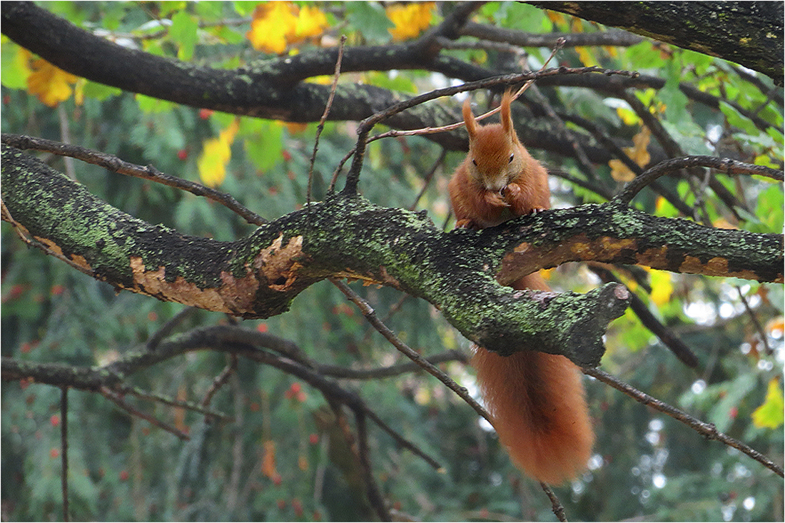  Mein Hörnchen...