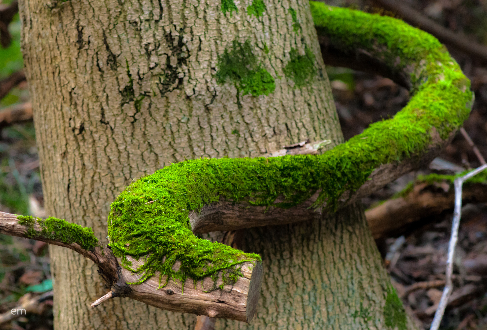 --- mein Holzwurm ---