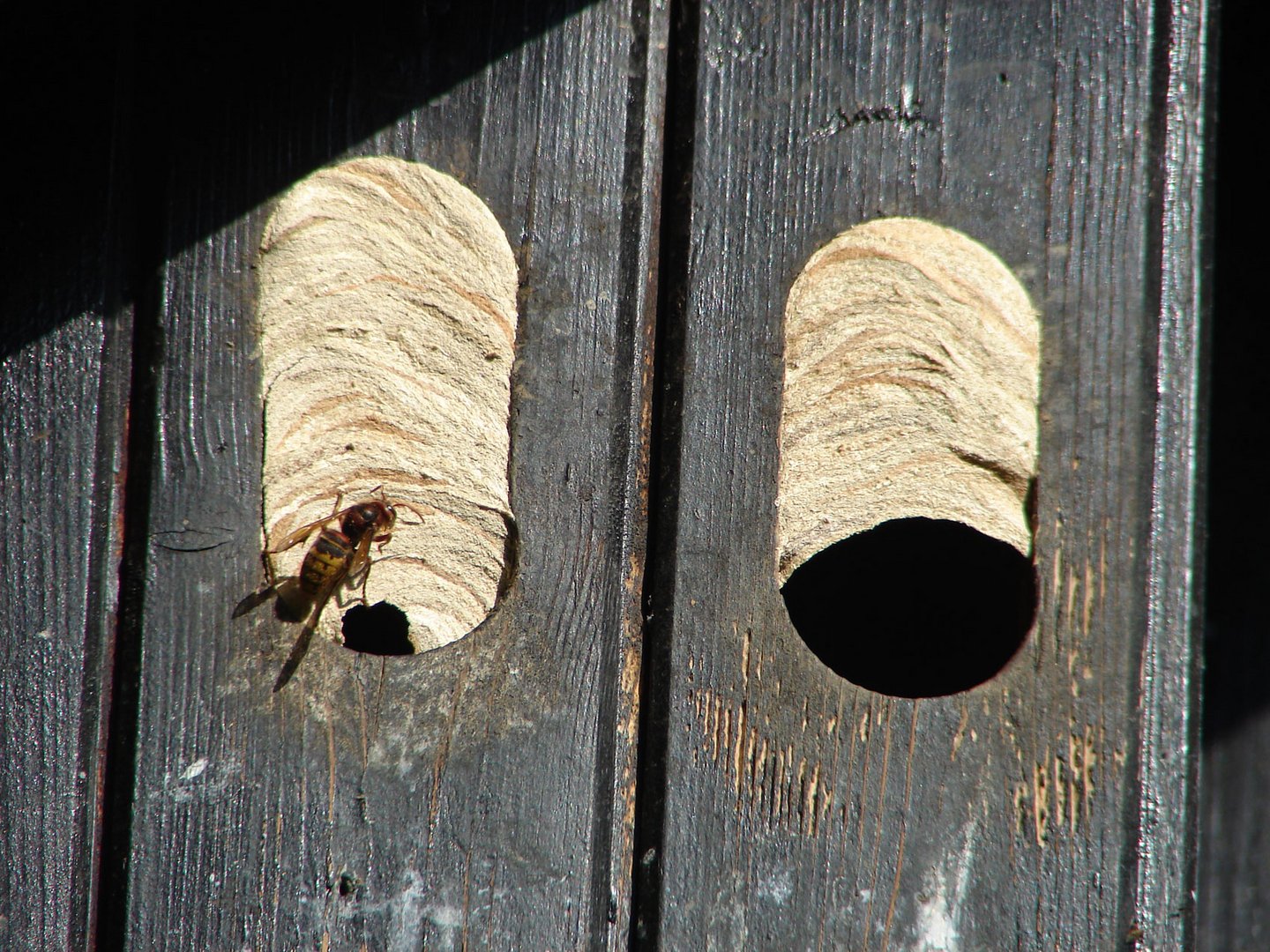 Mein Hornissennest vor 8 Jahren im Starenkasten.