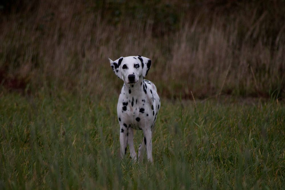 Mein Hund