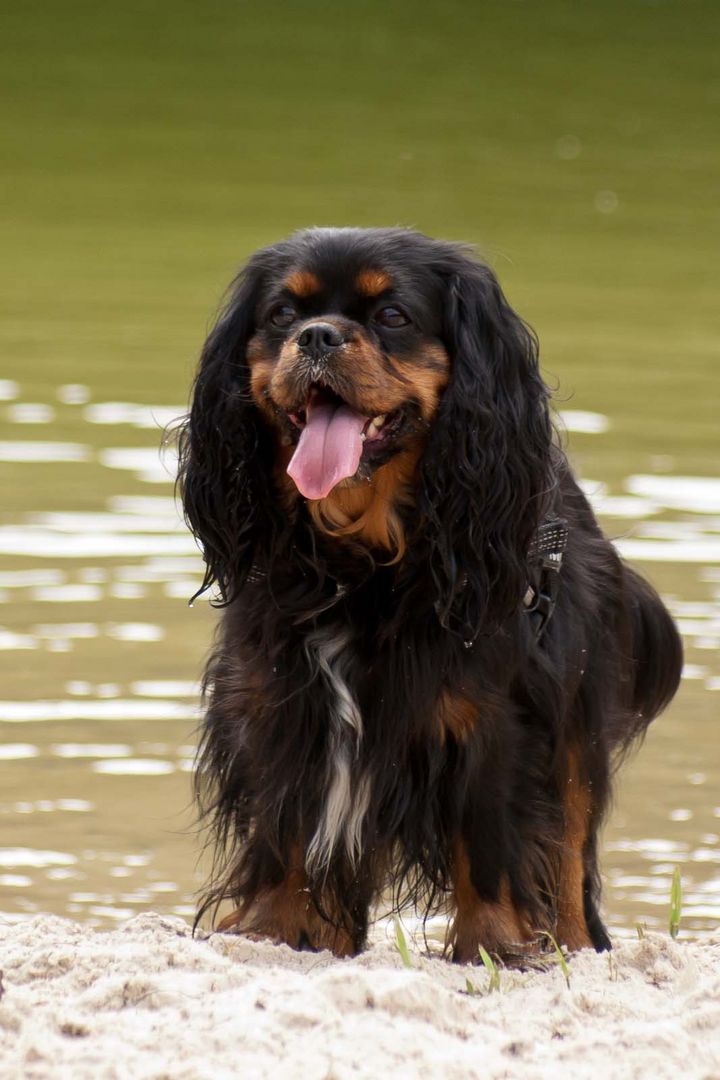 Mein Hund am See