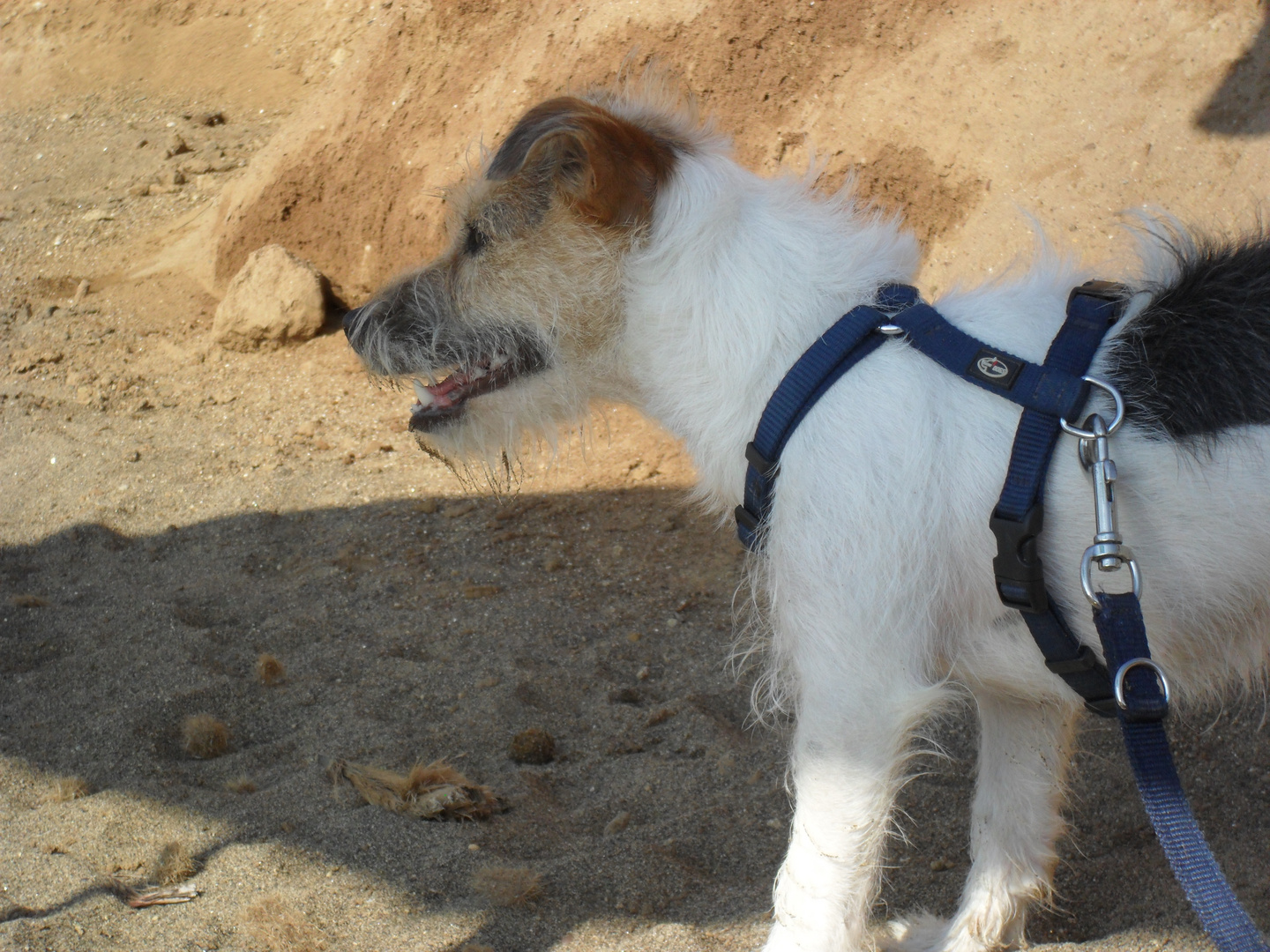 mein Hund am Strand