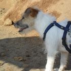 mein Hund am Strand