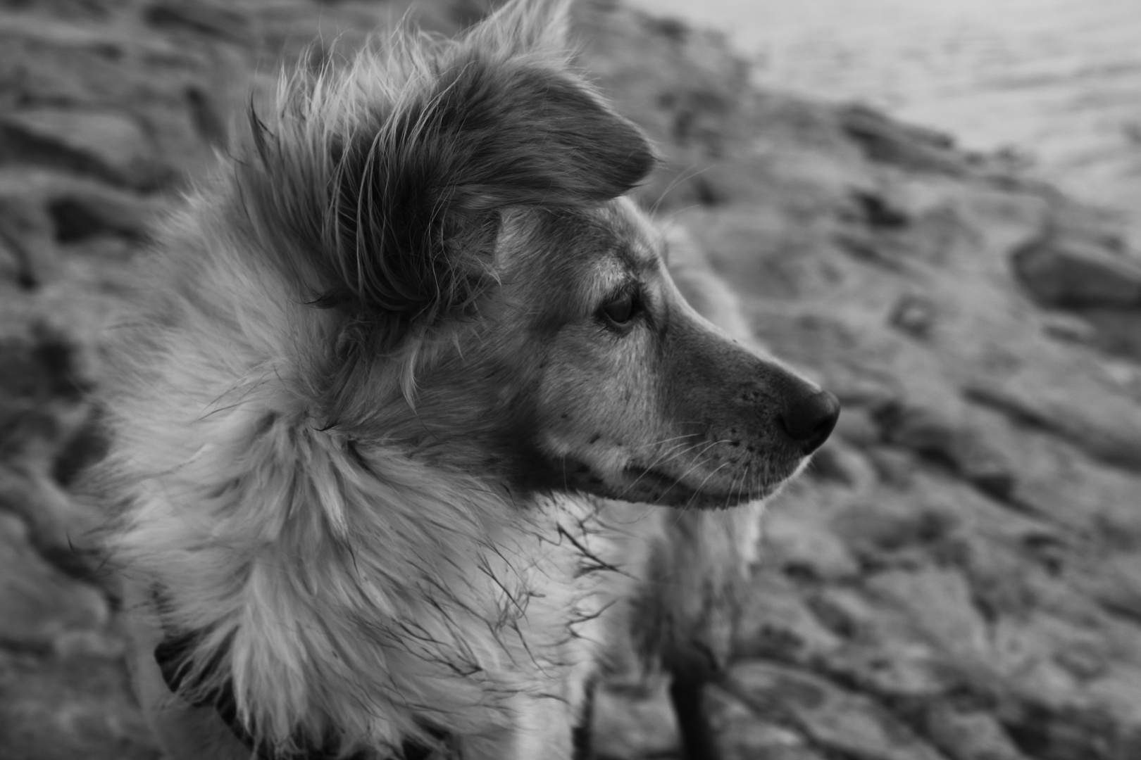 Mein Hund am Strand