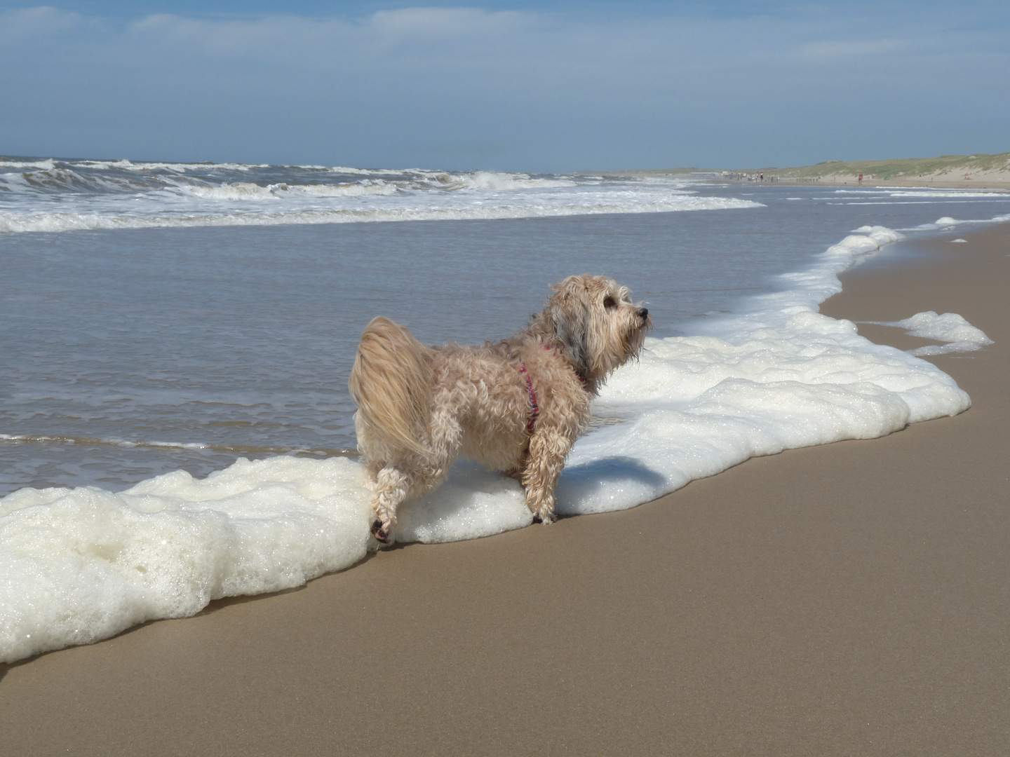 Mein Hund am Strand von Julianadorp aan Zee