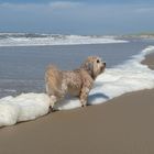 Mein Hund am Strand von Julianadorp aan Zee