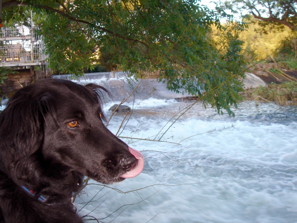 Mein Hund an der Röhr