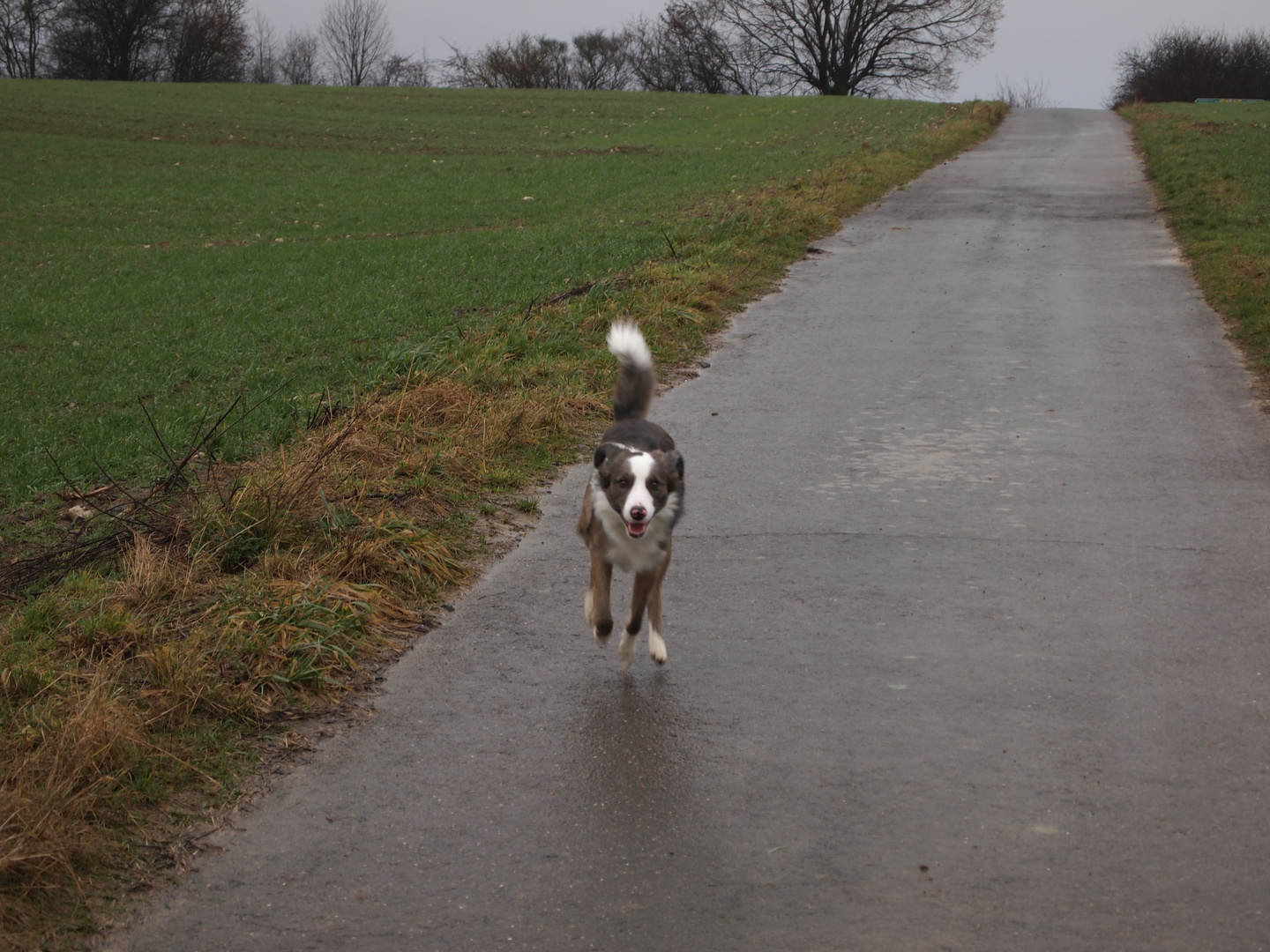 Mein Hund beim auslaufen