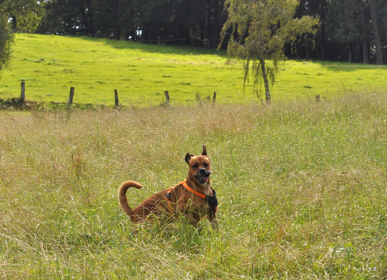 mein hund beim stöckchen suchen