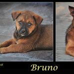 Mein Hund Bruno