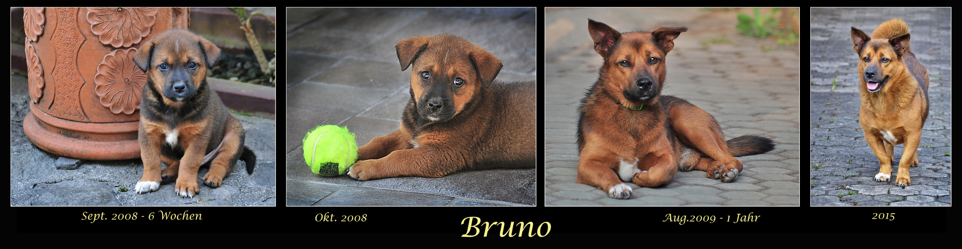 Mein Hund Bruno