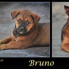 Mein Hund Bruno