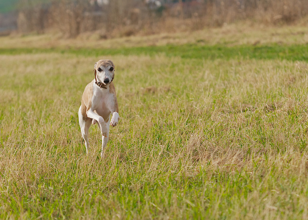 mein hund buchi