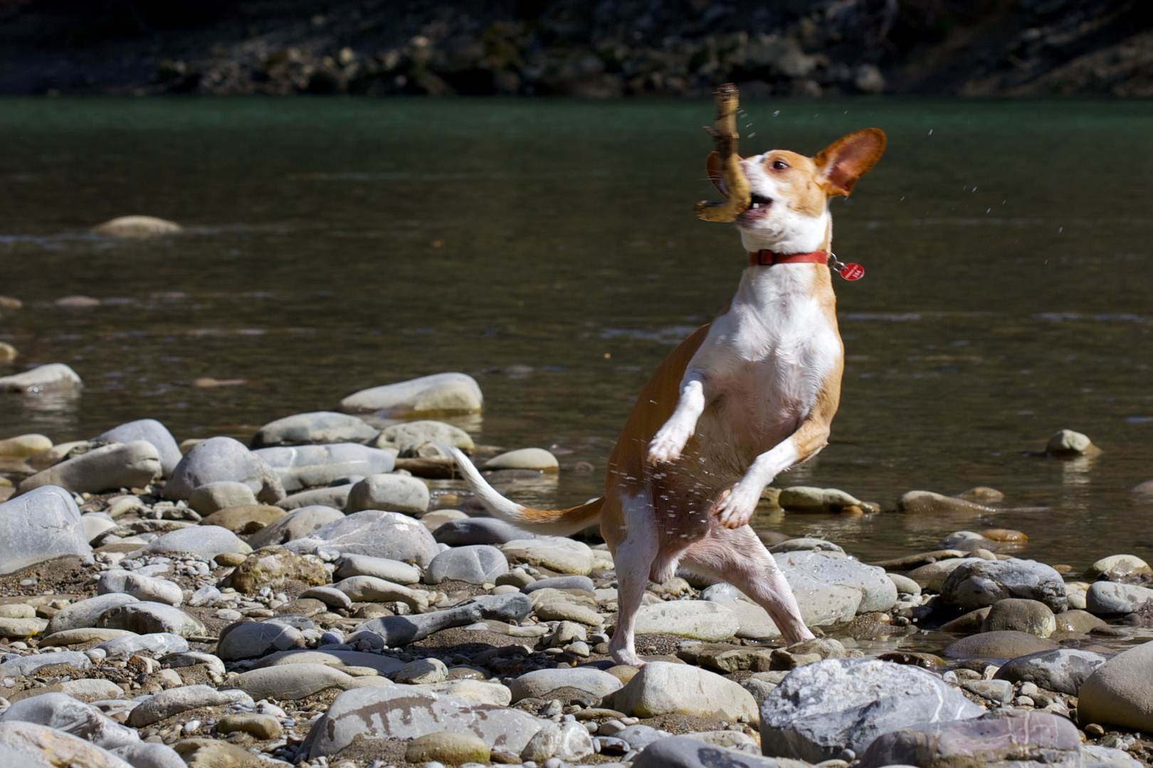 Mein Hund Cari zeigt sich sportlich...