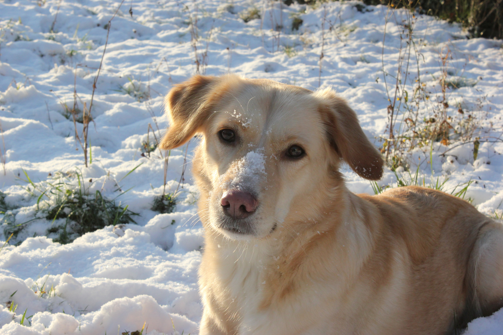 Mein Hund Cookie im Schnee