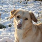 Mein Hund Cookie im Schnee