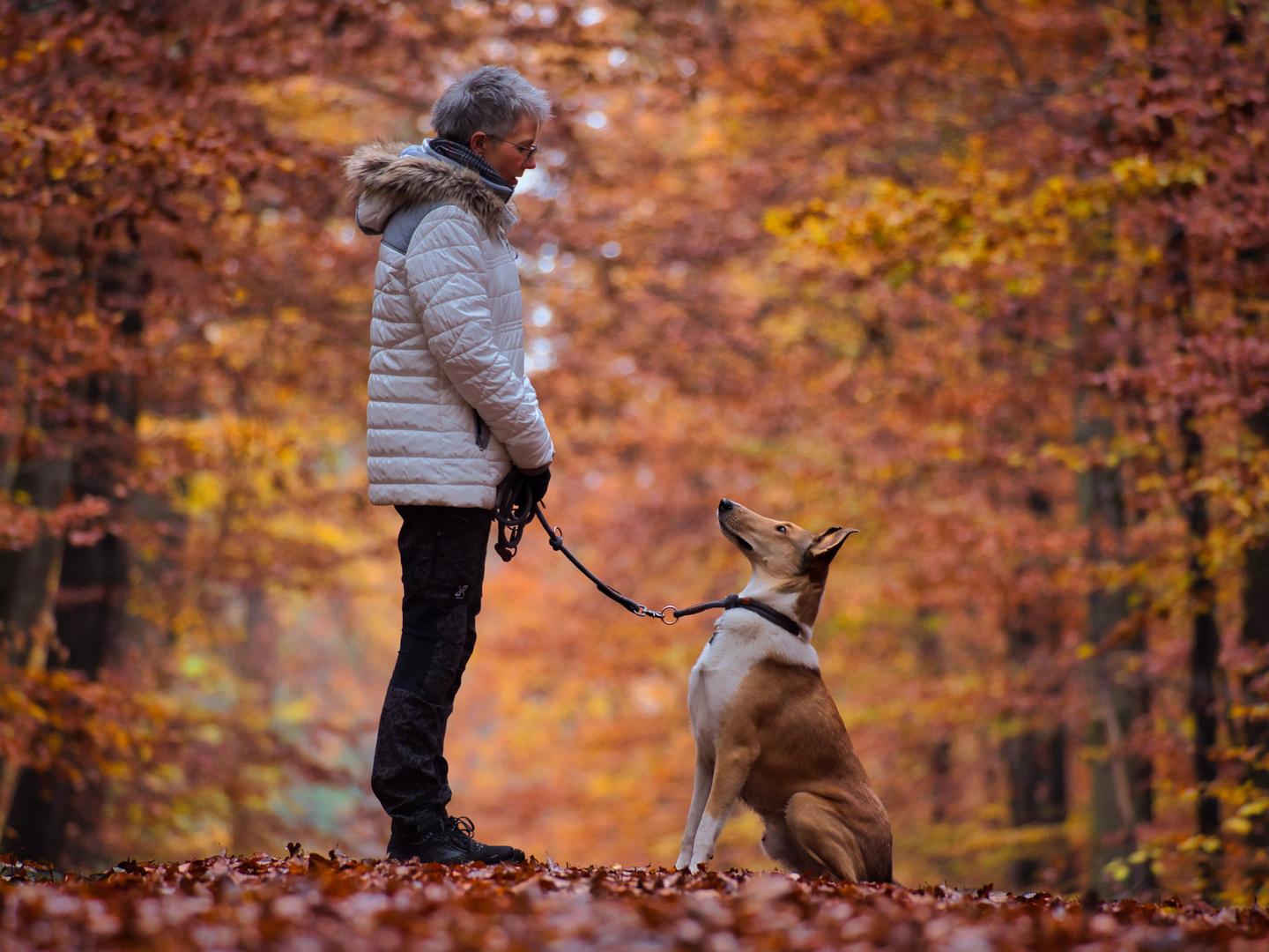 Wo Melde Ich Meinen Hund An Mein Hund Foto & Bild | tiere, tier und mensch, outdoor Bilder auf