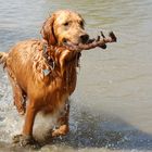 Mein Hund Daico...sein Stock...............und sein Wasser .....