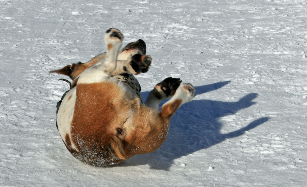 Mein Hund fällt immer um