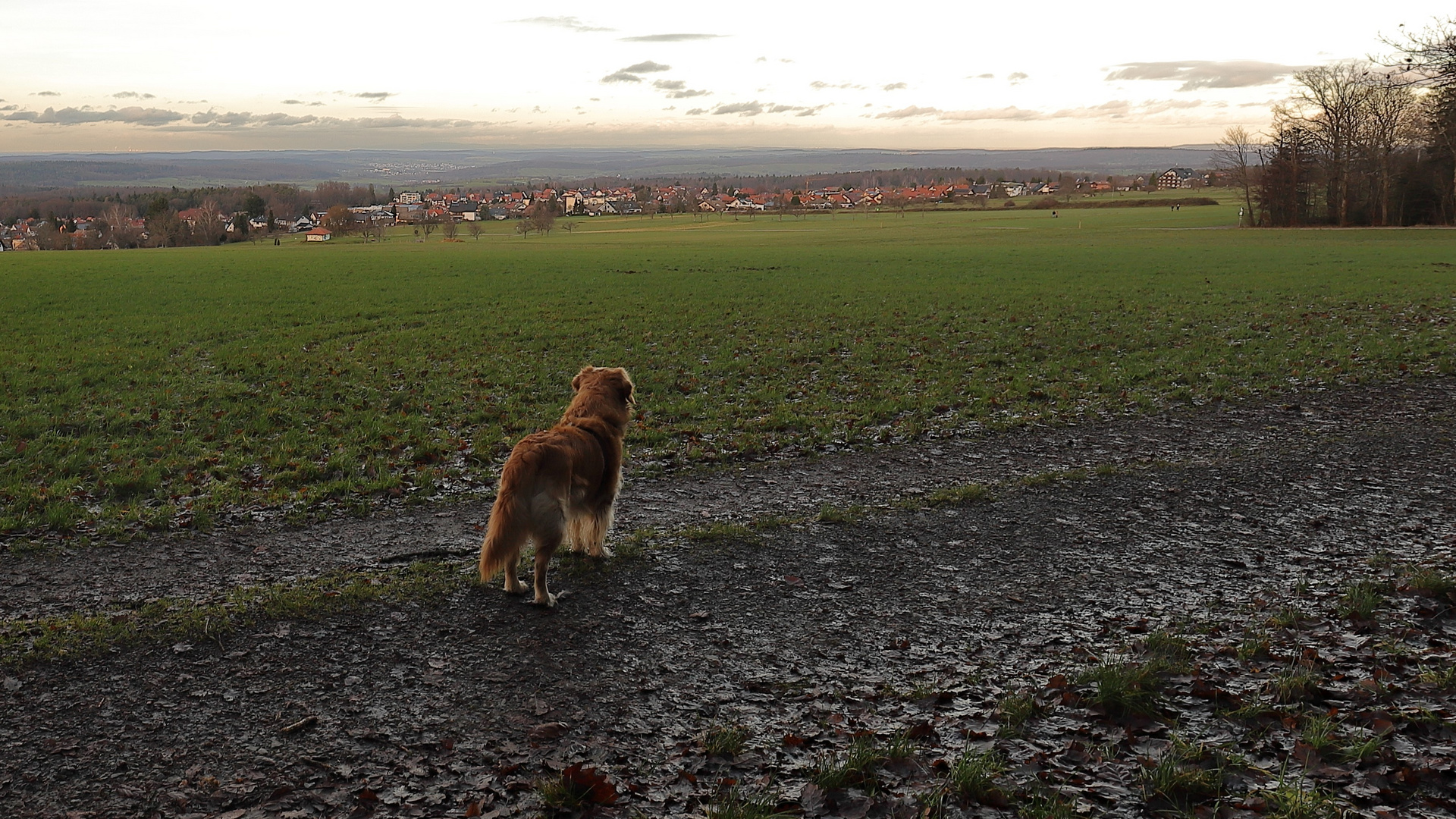 Mein Hund genießt die Aussicht der Schwanner Warte...