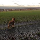 Mein Hund genießt die Aussicht der Schwanner Warte...