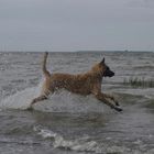 Mein Hund hat SPaß am Strand !