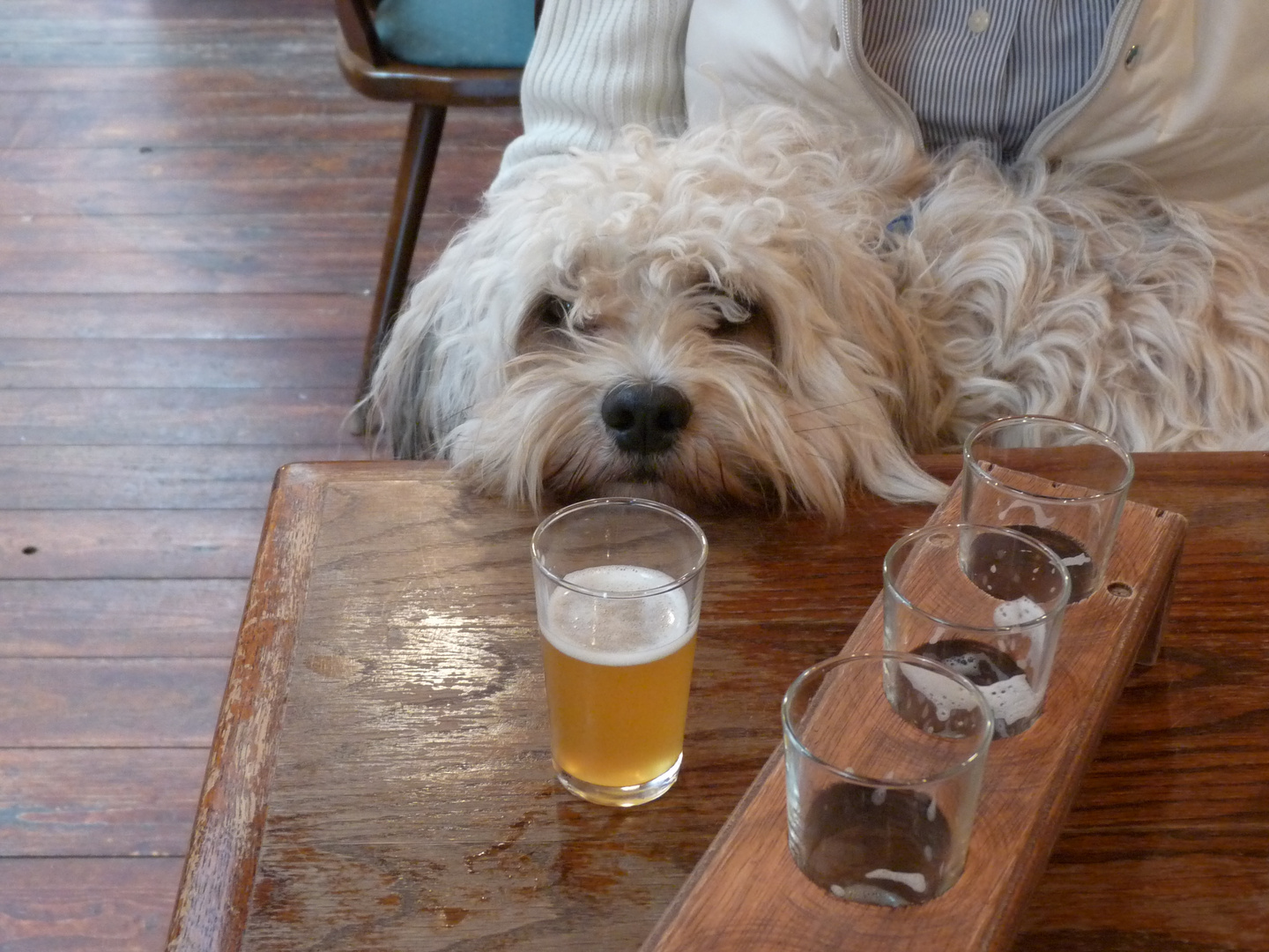 Mein Hund im Brauhaus Auf Texel