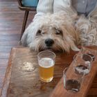 Mein Hund im Brauhaus Auf Texel