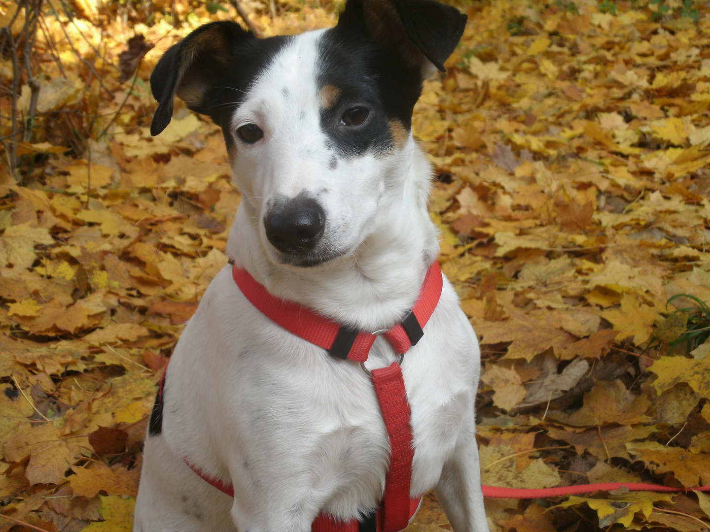 Mein Hund im Park