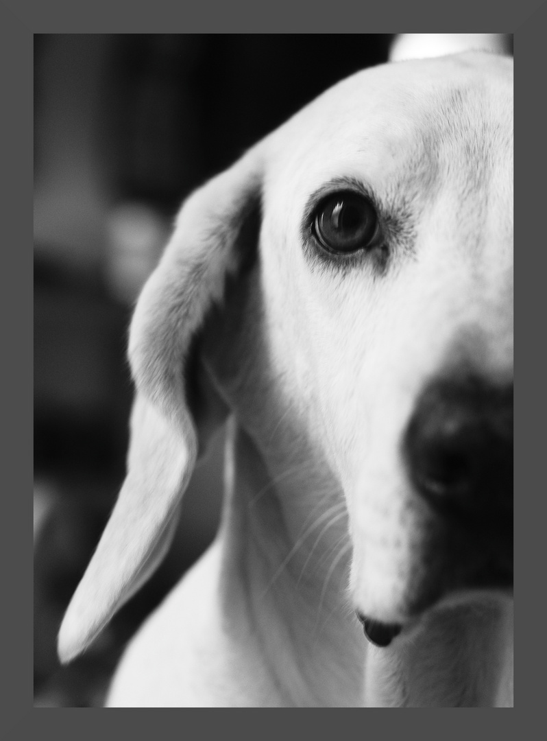 Mein Hund im Portrait