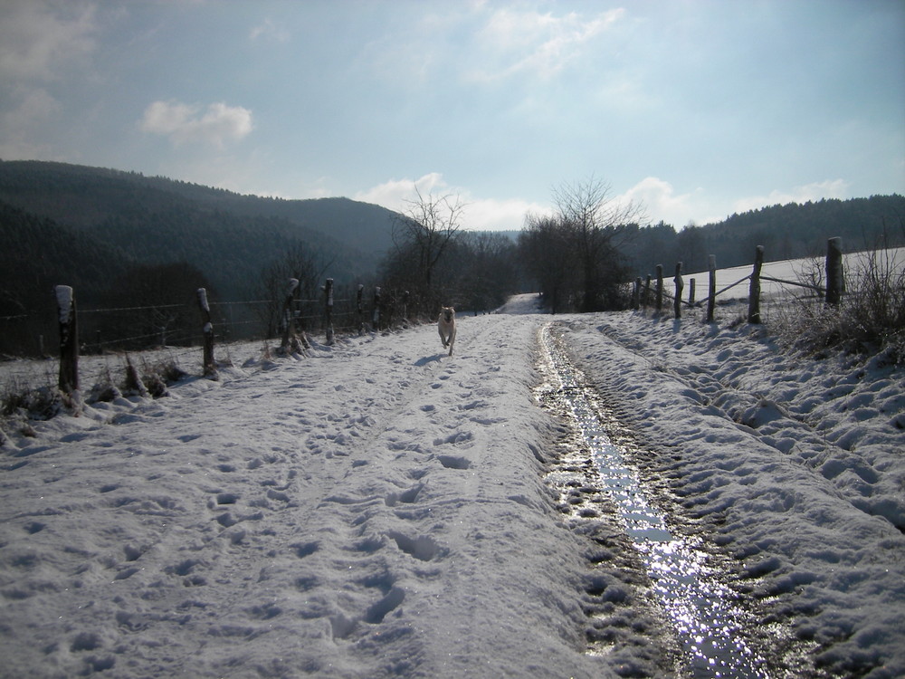 Mein Hund im Schnee