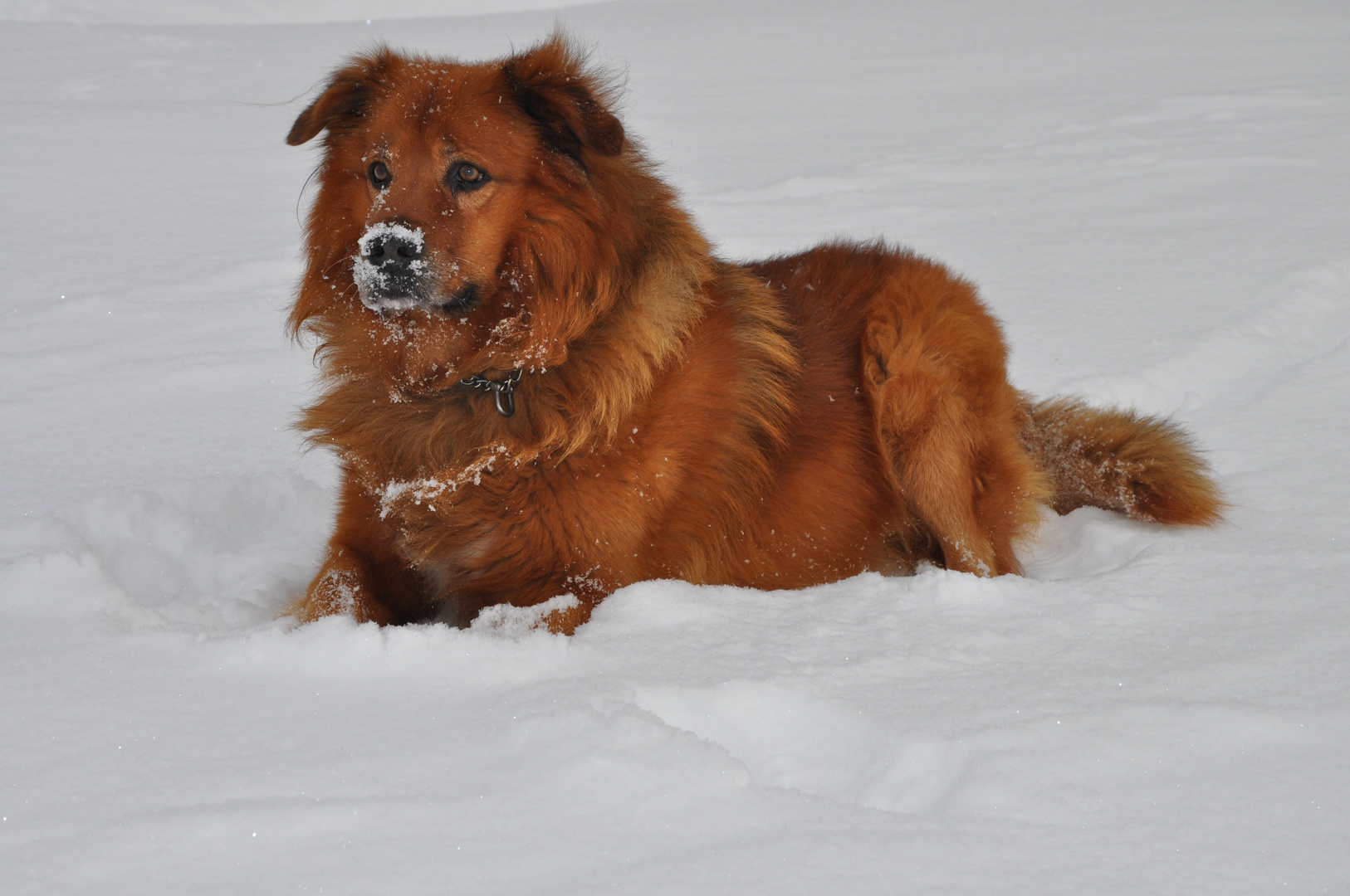 Mein Hund im Schnee