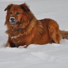 Mein Hund im Schnee