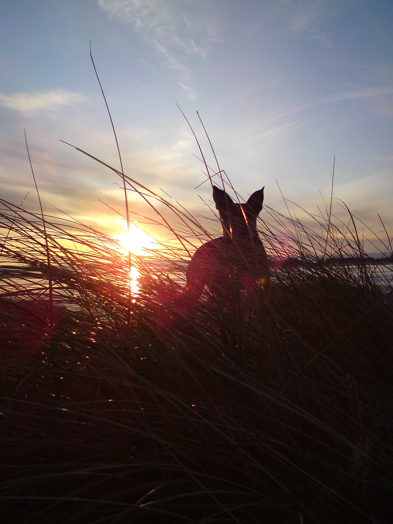 Mein Hund im Sonnenuntergang auf FANÖ