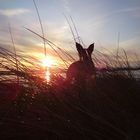 Mein Hund im Sonnenuntergang auf FANÖ