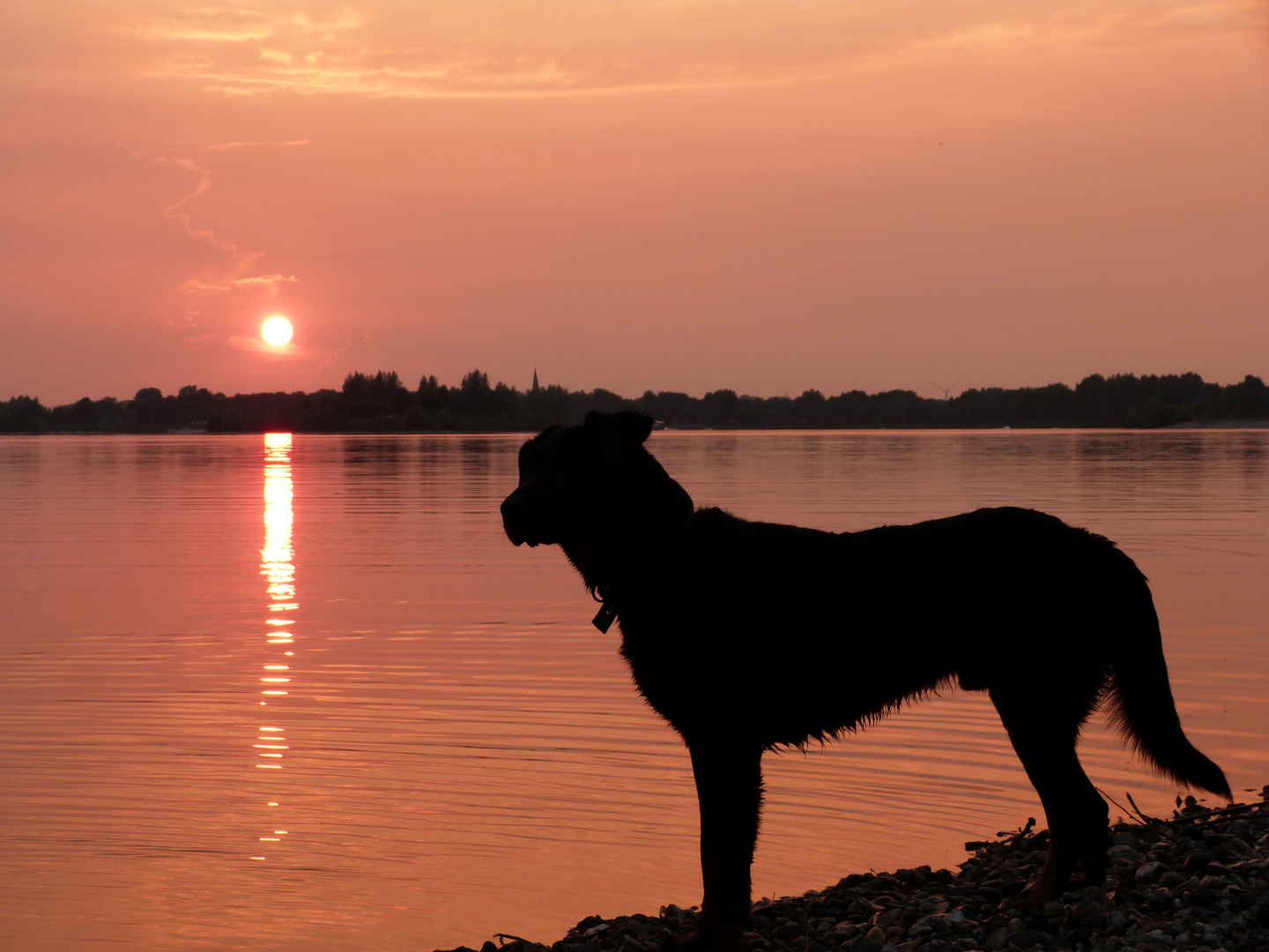 Mein Hund im Sonnenuntergang