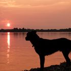 Mein Hund im Sonnenuntergang