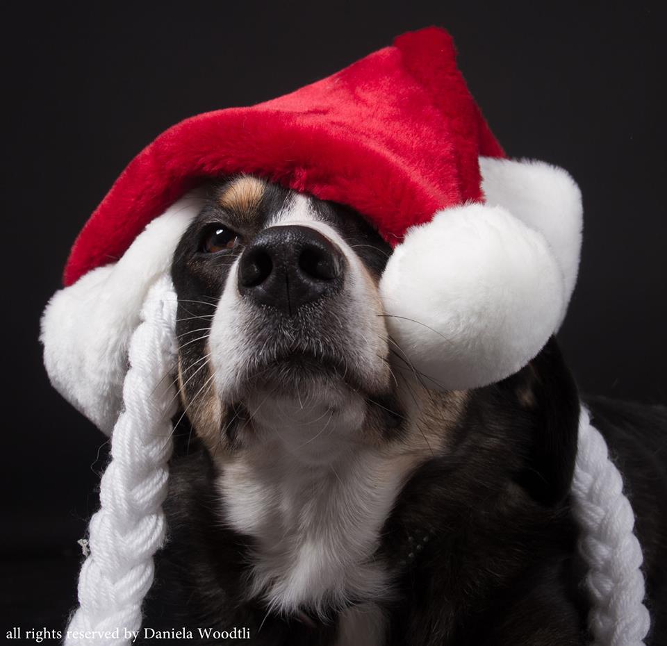 Mein Hund im Weihnachtsfieber :-)