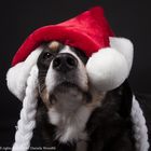 Mein Hund im Weihnachtsfieber :-)