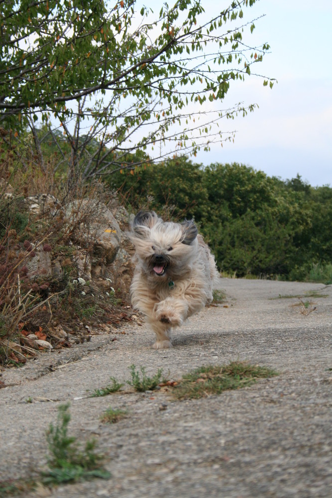 Mein Hund in Frankreich