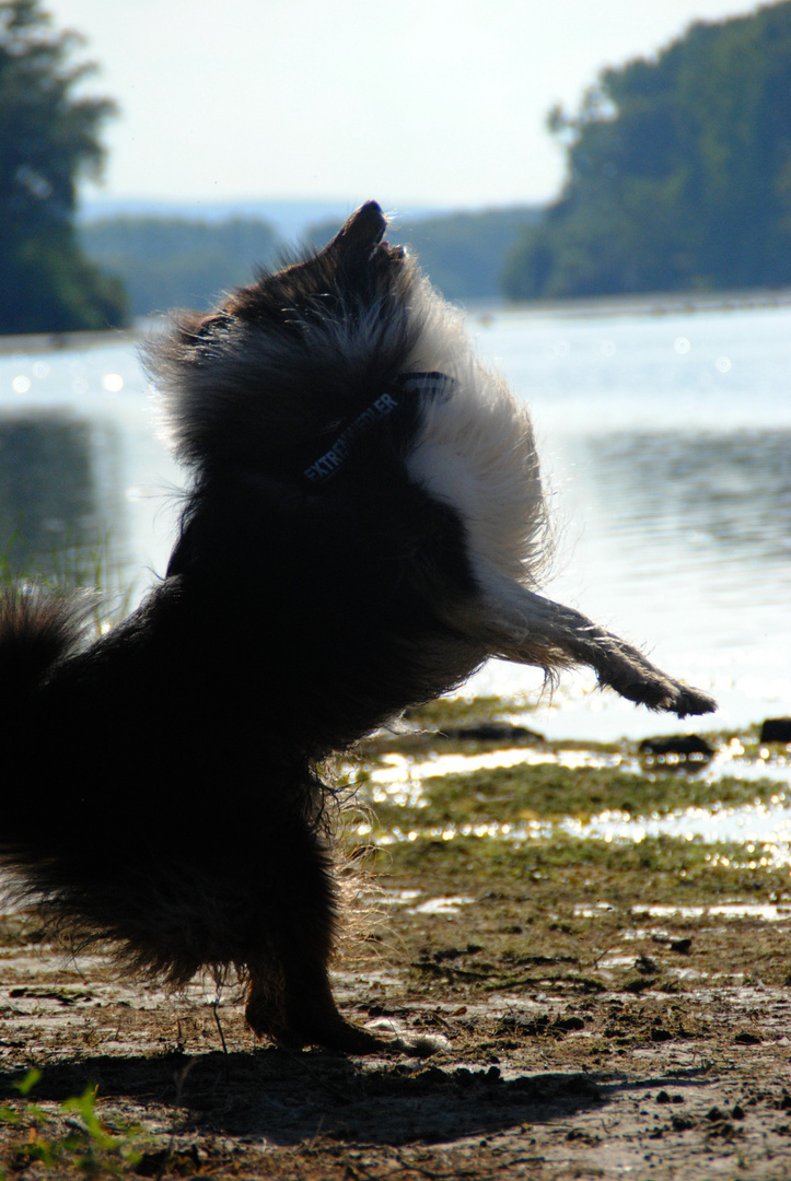 Mein Hund ist der Gott der Ausgelassenheit.