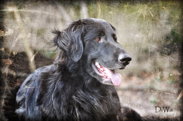 mein hund ist glücklich