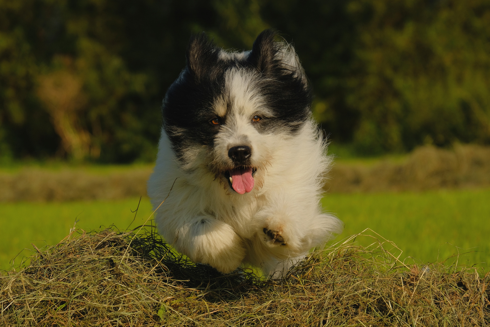 Mein Hund Jumah in voller Fahrt 