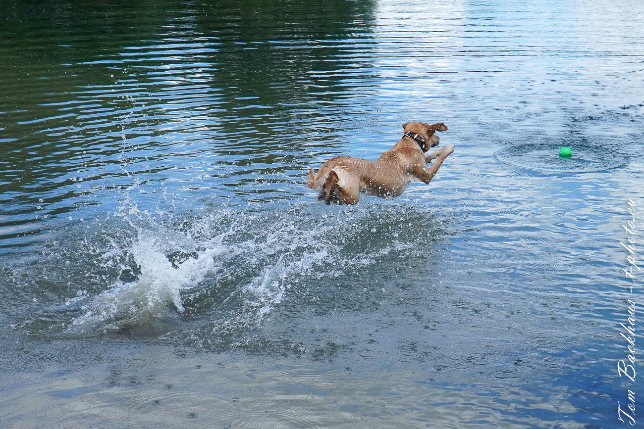 mein Hund kann fliegen